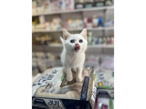 Muhteşem bembeyaz british shorthair yavrular