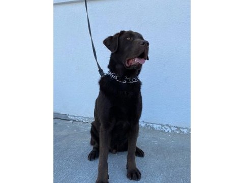 Labrador köpek