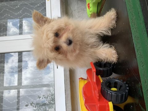 Çok uygun pomapoo