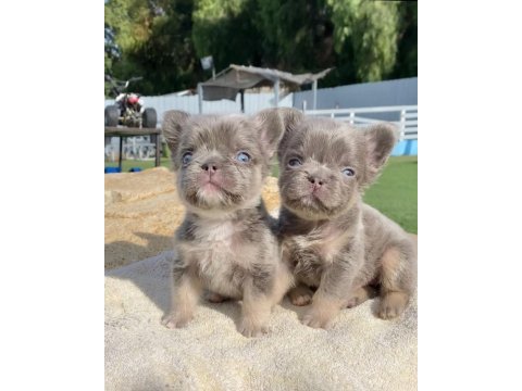 Fluffy french bulldog en iyisi daha iyisi için yine biz