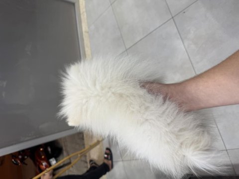 Erkek yavru pomeranian