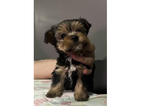 Orjinal yorkshire terrier bebekler