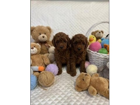 Baby face poodle yavrular