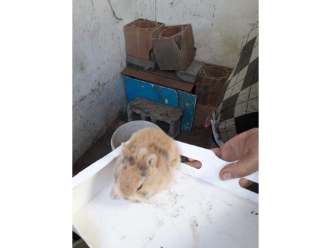 Safkan hollanda dwarf rabist cüce tavşanlar
