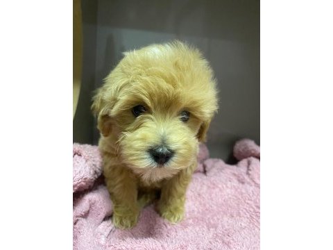 60 günlük toy maltipoo