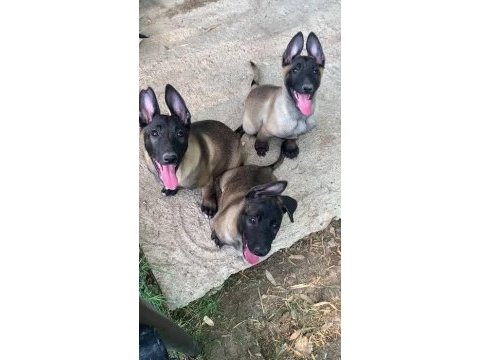 Param güvende ile tüm türkiyeye kapıda ödemeli malinois