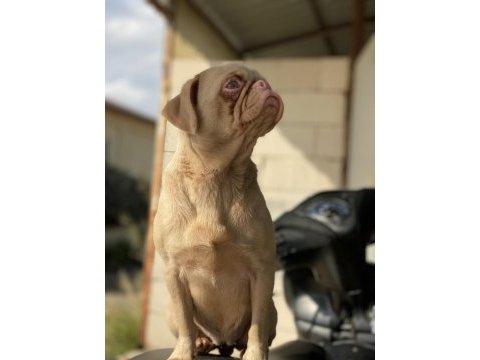 Ping pug dişi