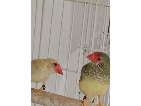 Parot baykuş çim ve star ispinozları