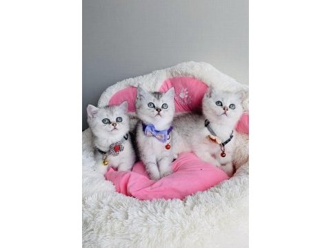 Show kalite silver british shorthair bebekleirm 