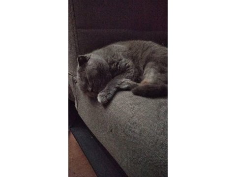 2 yaşında eğitimli tatlımı tatlı kızım scottish fold