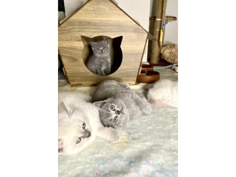British shorthair yavrularıma yuva arıyorum