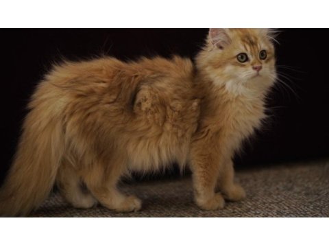 Golden british longhair ny12 yavru