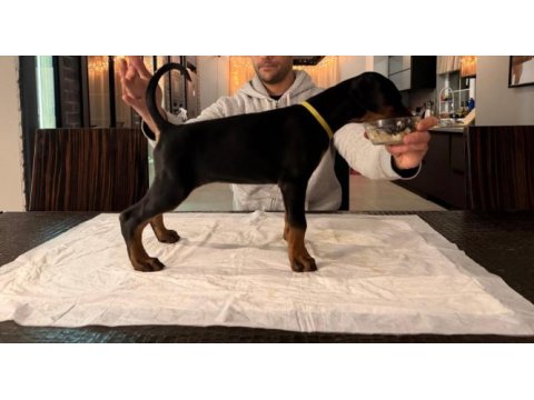 A şecereli şampiyon kan hattından son dişi doberman