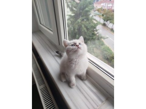 British shorthair blue
