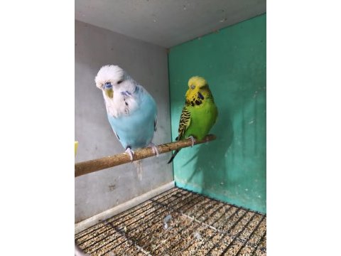 Jumbo muhabbet kuşumuz