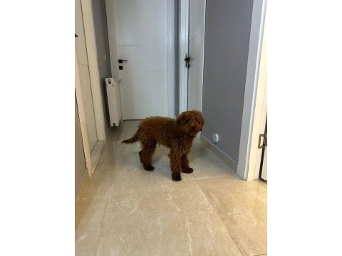 6 aylık toy poodle