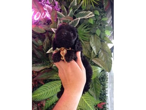 Hareketli dişi toy poodle siyah