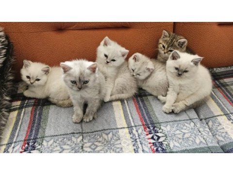 A kalite british shorthair yavrular