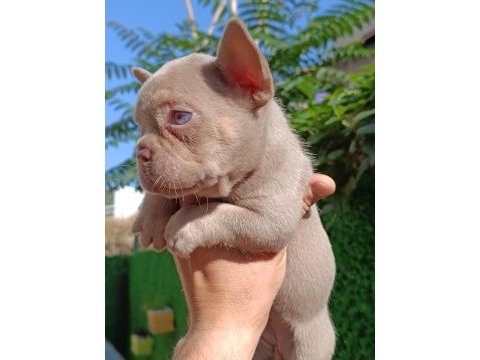 New shade isabella and tan dişi french bulldog yavrumuz