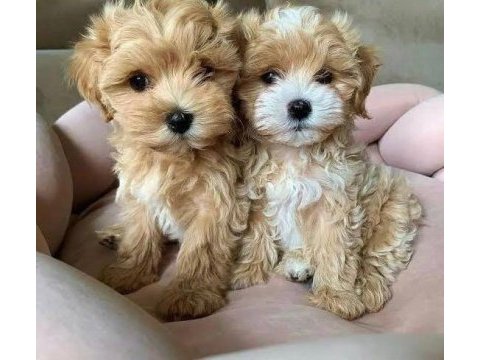 Orjinal büyümeyen garantili teacup maltipoo