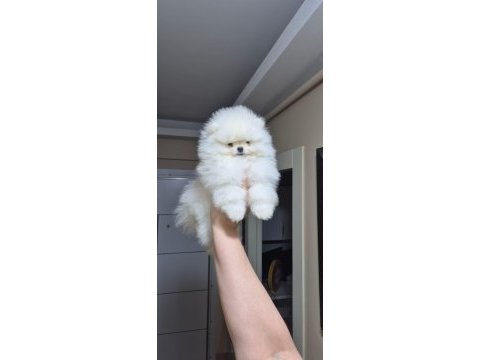 Üst kalite kar beyaz pomeranian boo erkek