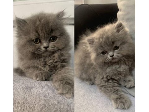 British longhair kedimiz
