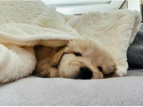 Golden retriever baby face
