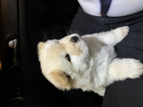 50 günlük bembeyaz chow chow köpeği