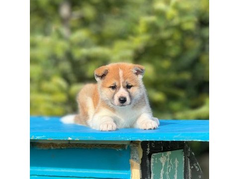 Akita yavrumuz a kalite