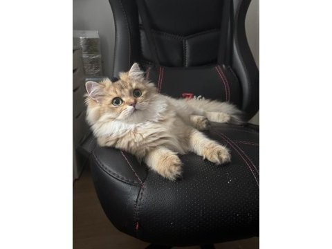 Erkek şecereli yavru british longhair
