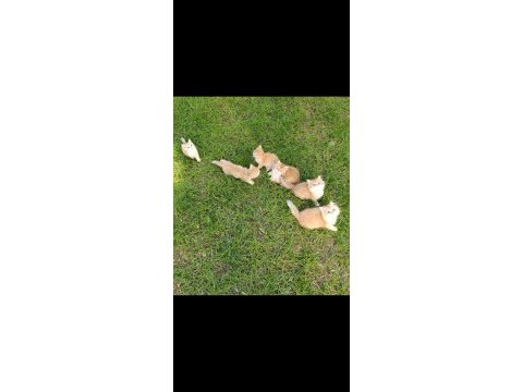 Show kalite orange british shorthair longhair