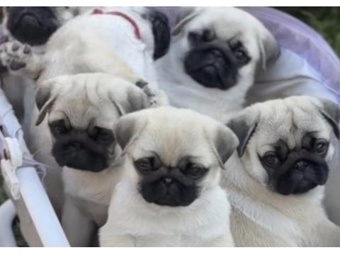 Pug safkan köpeğimiz