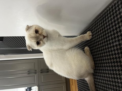 2 yaş kısır scottish fold ücretsiz
