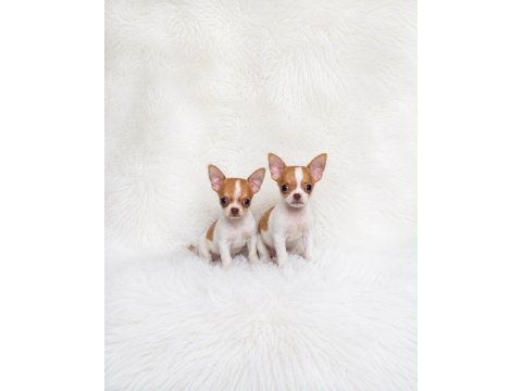 Wc eğitimli mini boy chihuahua