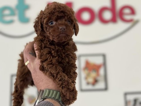 Petmode köpek çiftliğinden tea cup poodle