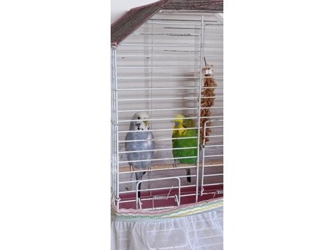 Bir dişi ve bir erkek muhabbet kuşumuz
