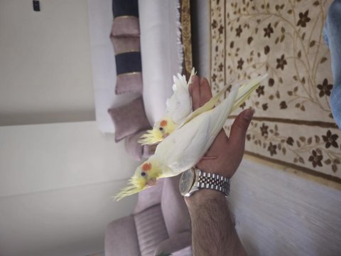4 aylık civarında kırmızı göz lutino sultan papağanı