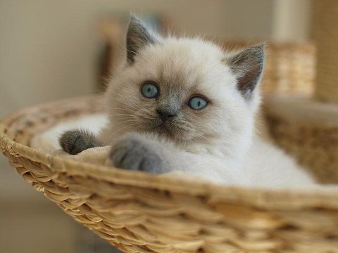 British shorthair yavrular evinizin neşesi olacaktır