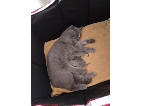 British shorthair yavru