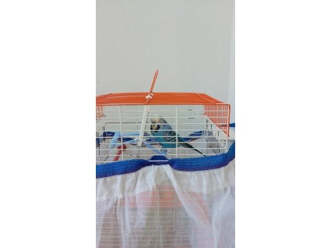 Yetişkin jumbo muhabbet kuşu