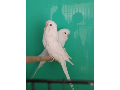 Jumbo albino muhabbet kuşu