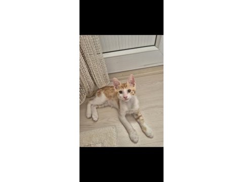 Yavru sarman lili ömürlük yuva lütfen