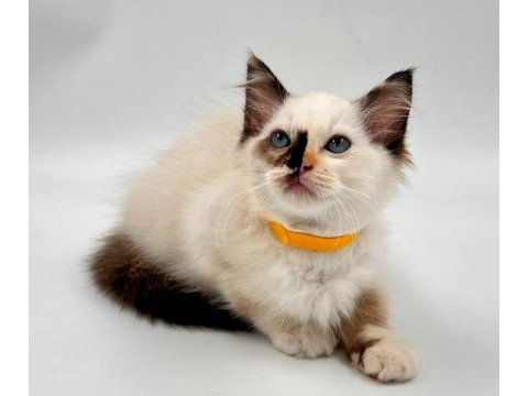 Yavru ragdoll kedileri