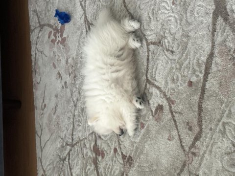3 aylık pomeranian boo