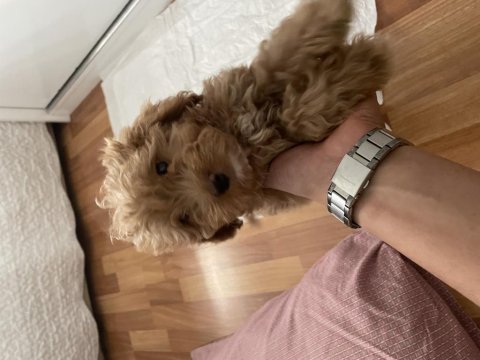 Yavru erkek toy poodle uygun acil