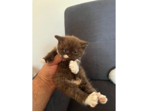 Cinemon bi color british shorthair