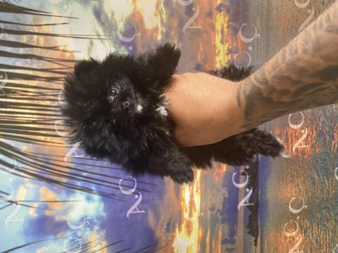 Kendini farklı hissedenler için pomeranian
