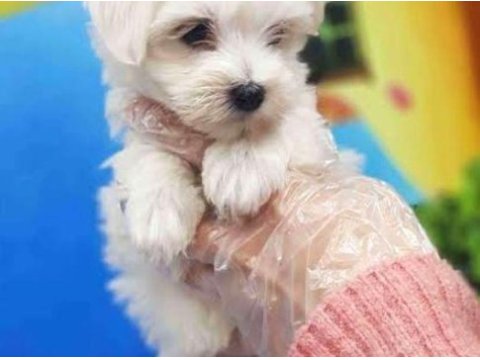 Mini boy maltese yavrularımız