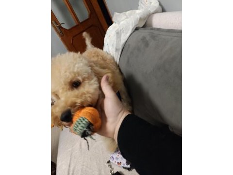 Köpeğimle ilgilenecek aile arıyoruz beni arar mısınız