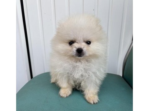 Pomeranian erkek